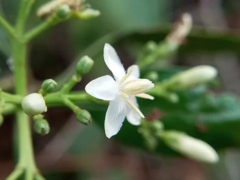 tarenna: any flowering plant of the genus Tarenna