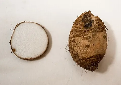 taro: colocasia esculenta, raised as a food primarily for its corm, which distantly resembles potato