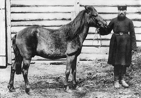 tarpan: an extinct Northern European wild horse, Equus ferus ferus