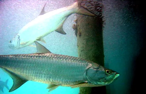 tarpon: any of several fishes of the family Elopidae or Megalopidae, especially a large silvery game fish