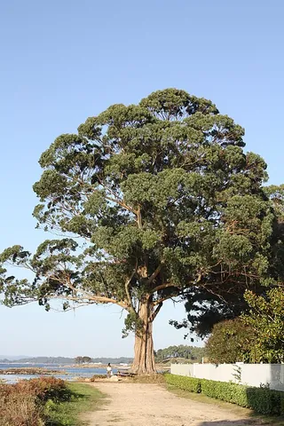 tasmanian blue gum: the Australian eucalyptus, Eucalyptus globulus