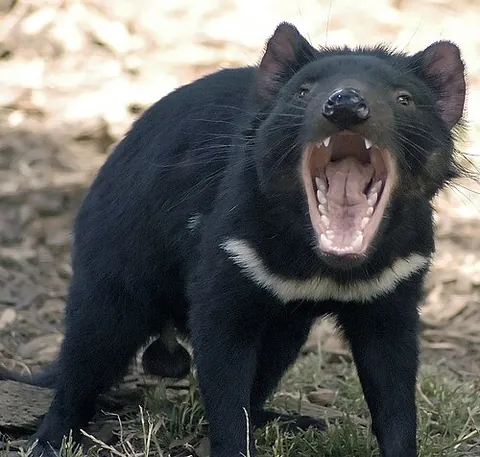 tasmanian devil: a carnivorous marsupial (Sarcophilus harrisii) found exclusively on the island of Tasmania