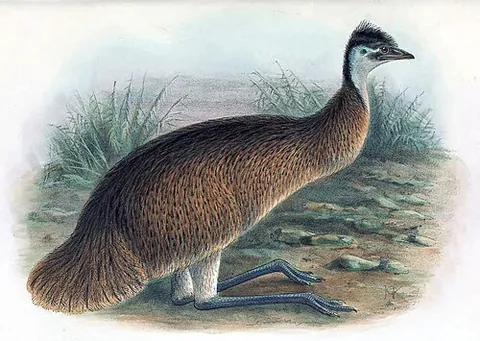 tasmanian emu: an extinct subspecies of the emu, Dromaius novaehollandiae diemenensis, once endemic to Tasmania,...