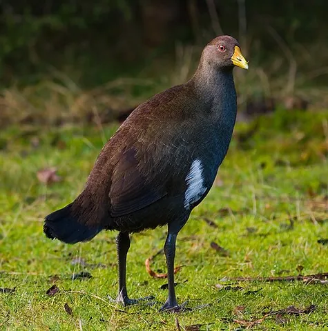tasmanian nativehen: tribonyx mortierii, a flightless bird related to rails and coots