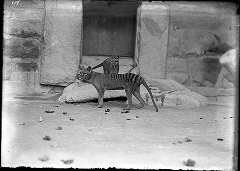 tasmanian wolf: thylacine (Thylacinus cynocephalus)