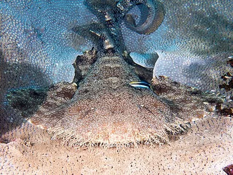 tasselled wobbegong: eucrossorhinus dasypogon, a wobbegong with a broad and flattened body and head, reaching up to 1.8...