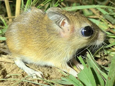 tateril: gerbil of the genus Taterillus