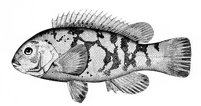 tautog: a fish of the wrasse family found in salt water off of eastern North America from Nova Scotia to...