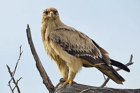 tawny eagle: aquila rapax, a large or medium-sized bird of prey with a brownish color, and native to sub-Saharan...