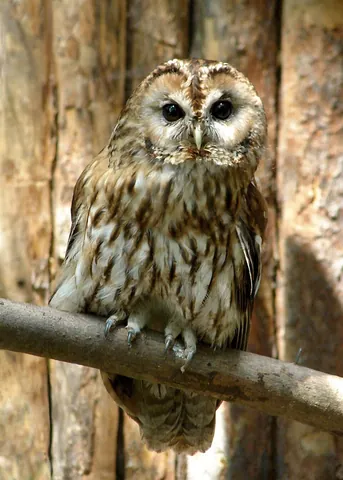 tawny owl: any member of the species Strix aluco of strigid owls, of Europe, western Asia, and the Middle East