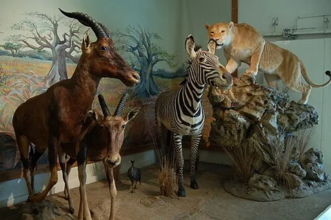 taxidermy: the art of stuffing and mounting the skins of dead animals for exhibition in a lifelike state