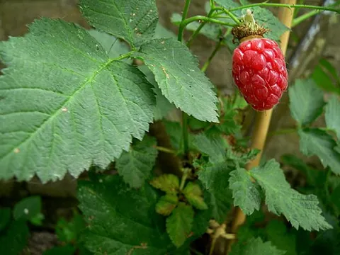 tayberry: a cultivated shrub of the genus Rubus fruticosus x idaeus, a cross between the blackberry (R....