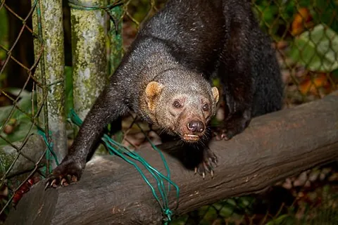 tayra: a South American omnivore, Eira barbara, allied to the grison, with a long thick tail