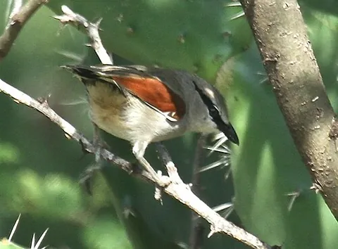 tchagra: any of the birds in the genus Tchagra, found in the dry forests and savannahs of the Afrotropics