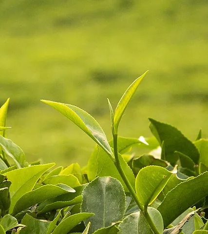 tea plant: the bush Camellia sinensis, the leaves of which are picked, dried and used to make the beverage tea