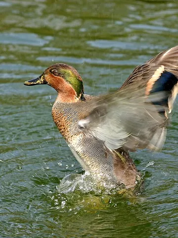 teal: any of various small freshwater ducks of the genus Anas that are brightly coloured and have short...