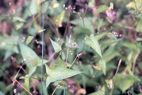 tearthumb: any of a group of annual vining plants within the genus Polygonum, with small sharp spines covering...