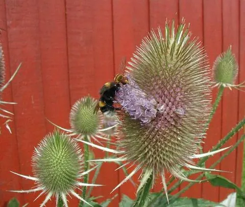 teasel: any of several plants of the genus Dipsacus