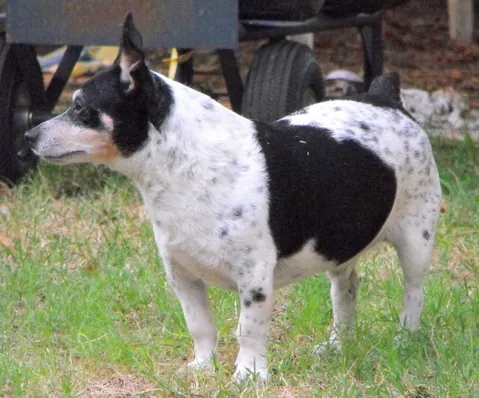 teddy roosevelt terrier: a small to medium-sized American hunting terrier