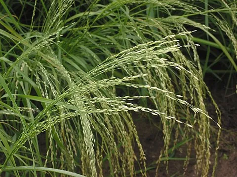 teff: a love grass, Eragrostis tef, with small seeds, grown as a cereal and for forage in Ethiopia and...