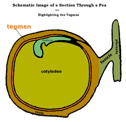 tegmen: a covering or integument, usually referring to a thin layer or membrane in an organism