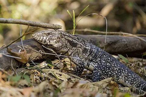 tegu: any of the South American lizards of the families Teiidae and Gymnophthalmidae