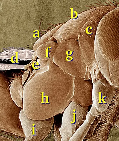tegula: a small sclerite situated above the base of the costal vein in the wings of various insects, and...