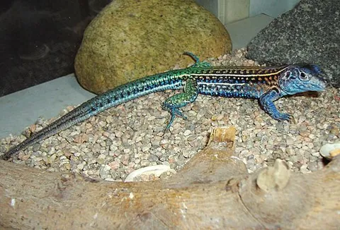 teiid: of or belonging to the Teiidae family of tropical American lizards