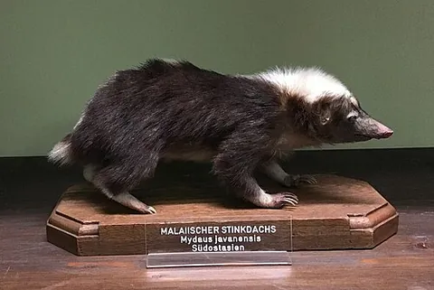 teledu: a stink badger, a mammal endemic to the island of Java, Mydaus javanensis