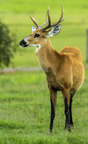 telemetacarpal deer: any deer of the subfamily Capreolinae