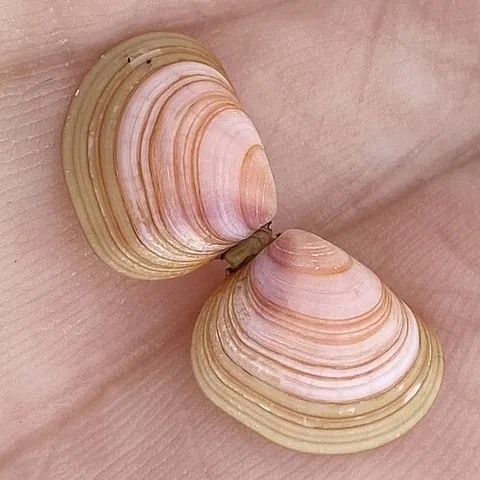 tellin: a marine bivalve mollusc, of the genus Tellina, that burrows in the sand, from where it siphons...