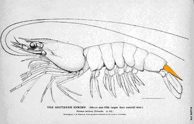 telson: the part of an arthropod or crustacean posterior to the last segment, often resembling an armored...