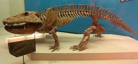 temnospondyl: any of many extinct primitive amphibians (labyrinthodonts) of the order Temnospondyli, from the...