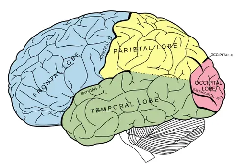 temporal lobe: one of the four major divisions of the cerebrum of the brain, located behind the temples
