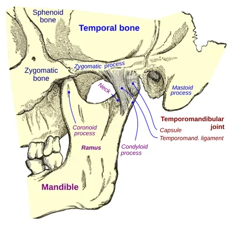 temporomandibular joint: the joint on either side of the human head where the jaw (mandible) meets the skull (at the...