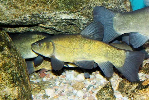 tench: a species of freshwater game fish, Tinca tinca