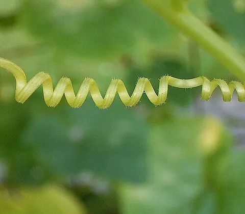 tendril perversion: a reversal of handedness in helical curves