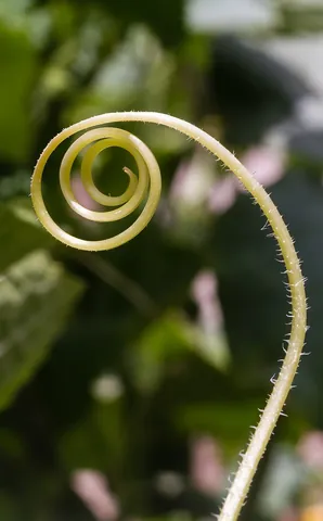 tendril: a thin, spirally coiling stem that attaches a plant to its support