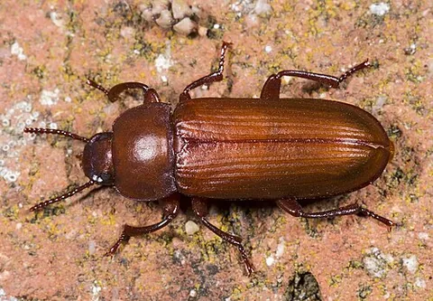 tenebrionoid: any beetle of the superfamily Tenebrionoidea