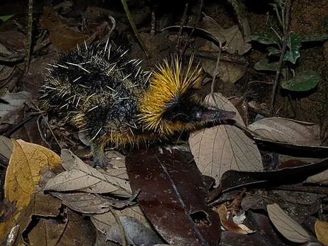 tenrec: any of several diverse small mammals, of the family Tenrecidae, many native to Madagascar