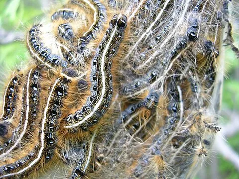 tent caterpillar: a larva belonging to any of a number of species of moths of the genus Malacosoma, known for...