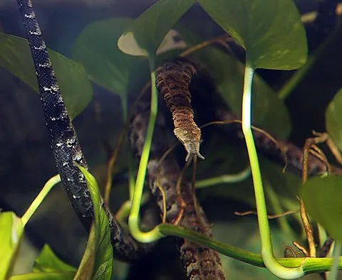 tentacled snake: a small (50-90 cm) rear-fanged venomous aquatic snake (Erpeton tentaculatum) with two tiny...