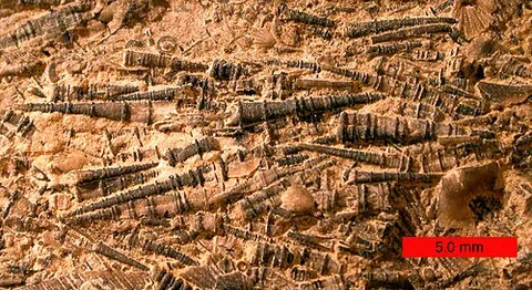 tentaculite: any of numerous species of small, conical shells found in Paleozoic rocks, fossils from the extinct...