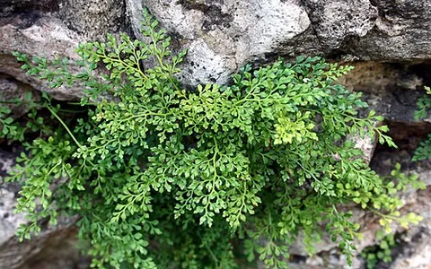 tentwort: a small fern, Asplenium ruta-muraria