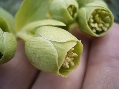 tepal: any component of the perianth (outermost whorls of flower parts, not involved in reproduction),...