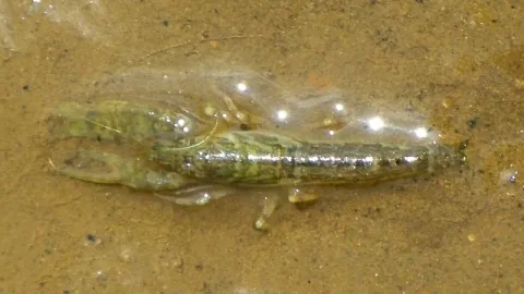 teppo snapping shrimp: any member of the species Alpheus brevicristatus of snapping shrimp, distributed in East-Asian...