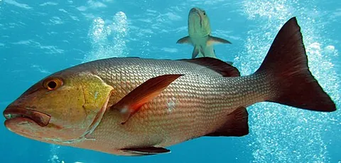 teraglin: atractoscion aequidens (Geelbeck croaker)