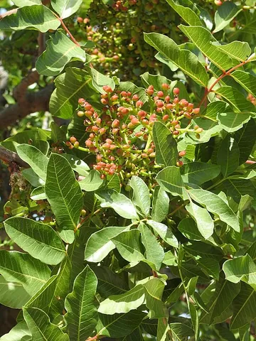 terebinth: a Mediterranean tree (Pistacia terebinthus and, possibly, Pistacia palaestina)