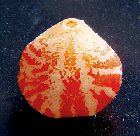 terebratulid: a brachiopod of the order Terebratulida, having a short pedicle and a calcareous loop supporting...