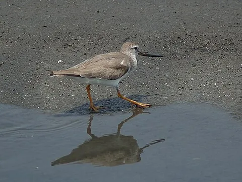 terek sandpiper: xenus cinereus, a small migratory Palearctic wader